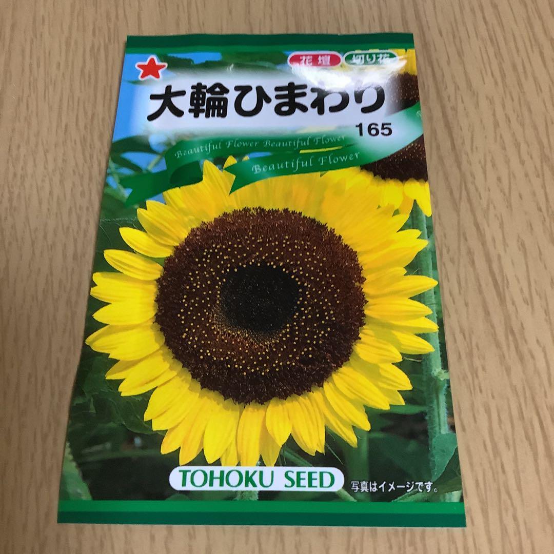 ひまわりの種 大輪・ミニひまわりセット - メルカリ