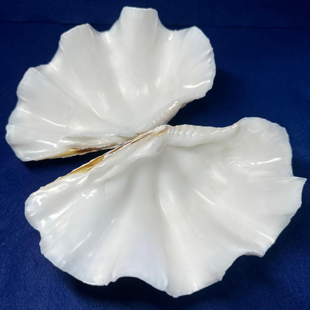 シャコ貝 シャコガイ インテリア 飾り物 アクセサリー オブジェ