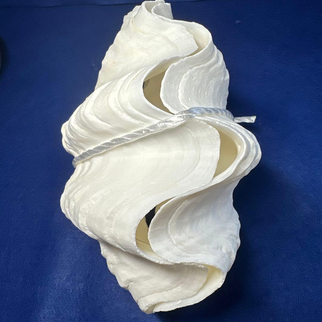 シャコ貝 シャコガイ インテリア 飾り物 アクセサリー オブジェ