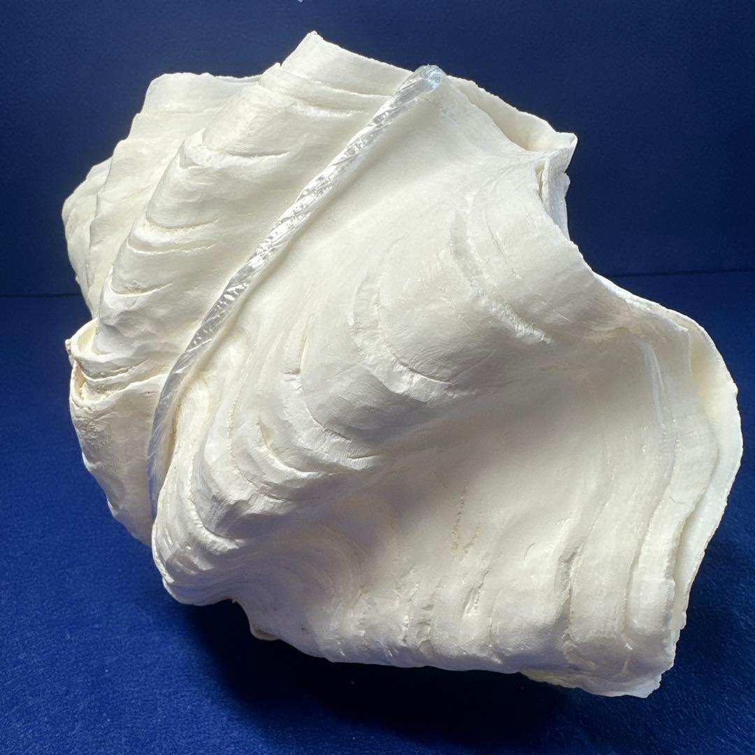 シャコ貝 シャコガイ インテリア 飾り物 アクセサリー オブジェ