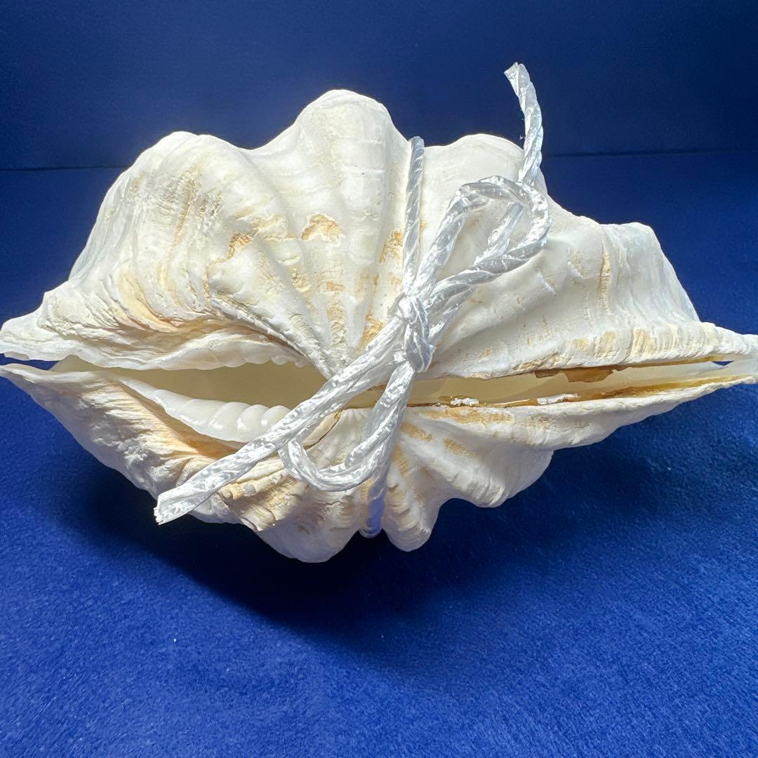 シャコ貝 シャコガイ インテリア 飾り物 アクセサリー オブジェ