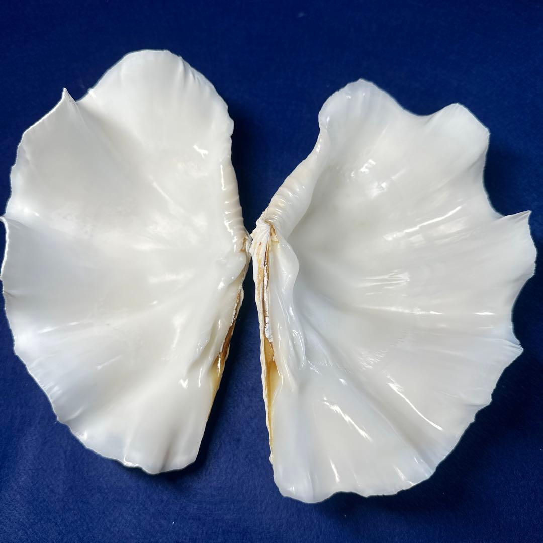 シャコ貝 シャコガイ インテリア 飾り物 アクセサリー オブジェ シャコ貝 シャコガイ インテリア 飾り物 アクセサリー オブジェ