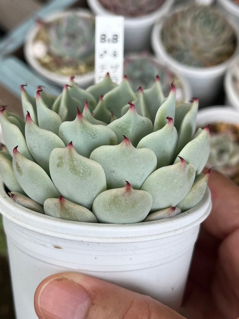 専用 ザラ牡丹×チワワエンシス 他2点 札付き 最高の品質の 4470円引き