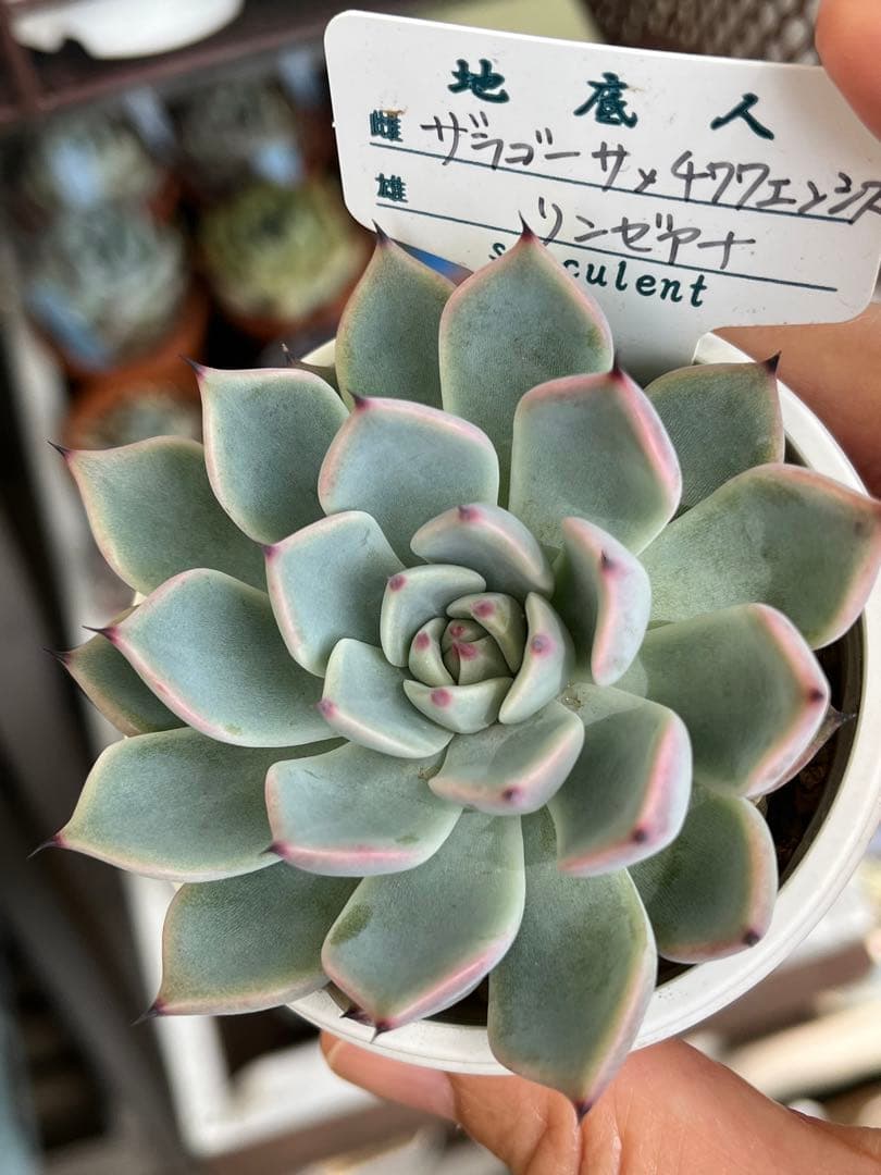 正規 専用 ザラ牡丹×チワワエンシス 他2点 札付き - 通販 - lemilu.uy