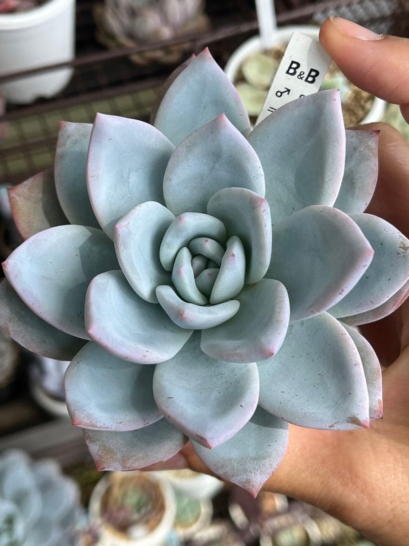 正規 専用 ザラ牡丹×チワワエンシス 他2点 札付き - 通販 - lemilu.uy