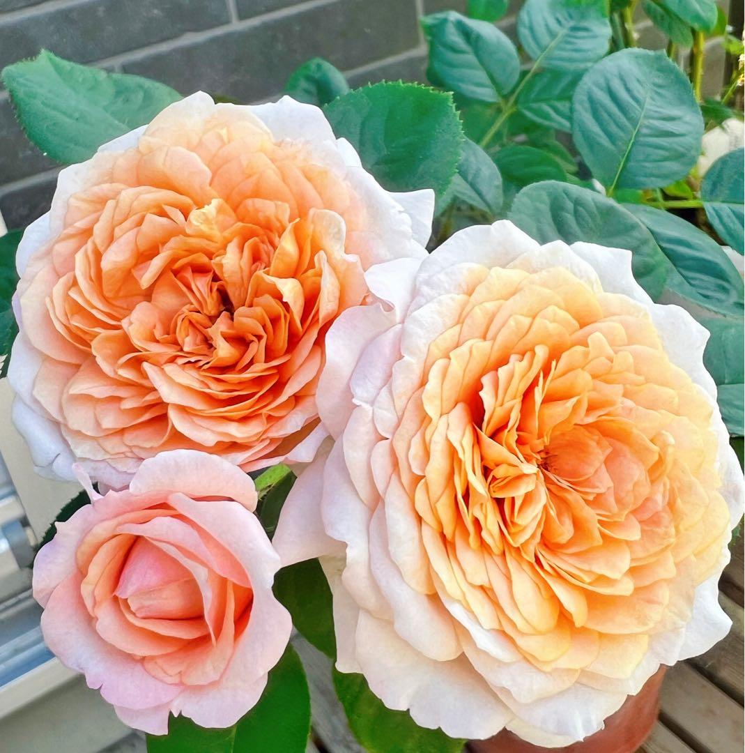 強健 強香、四季咲き フレグランス賞、パートナーバラ挿し木苗、タイプ