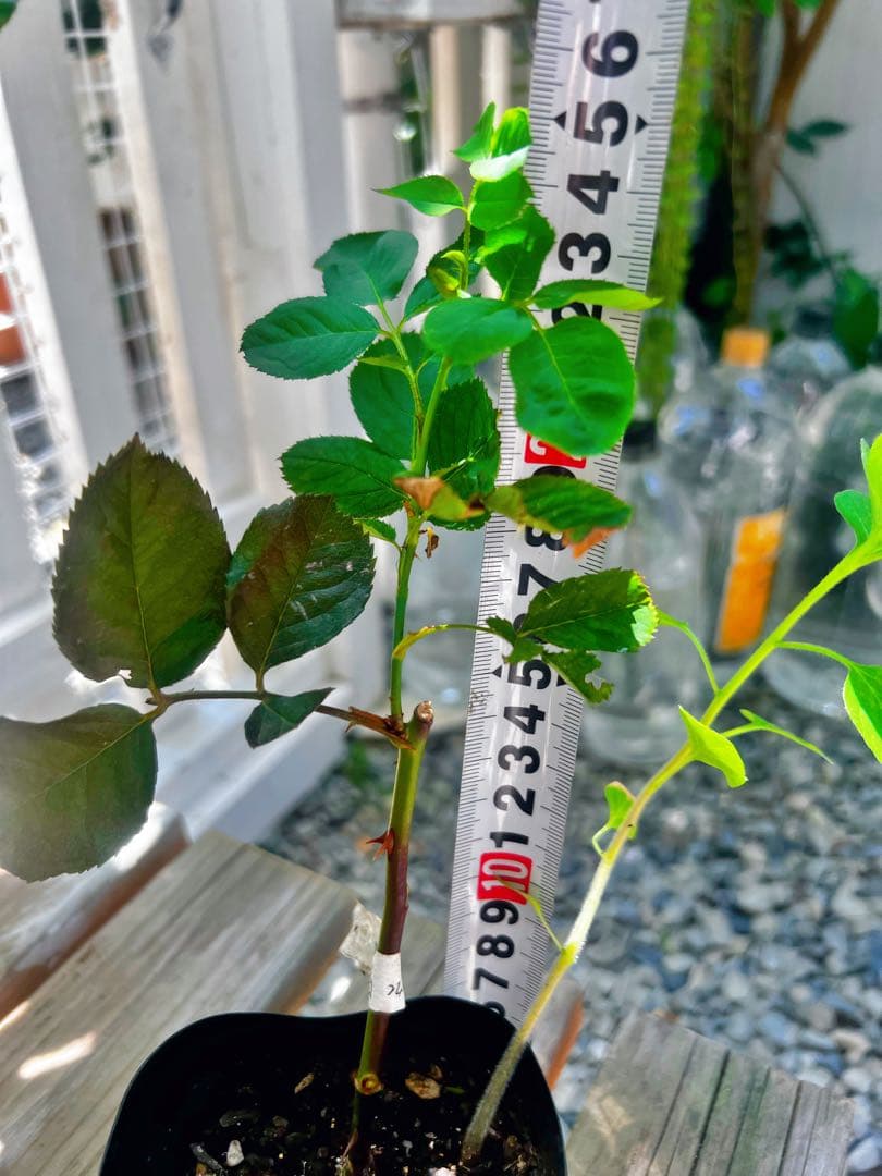 強健 強香、四季咲き フレグランス賞、パートナーバラ挿し木苗、タイプ