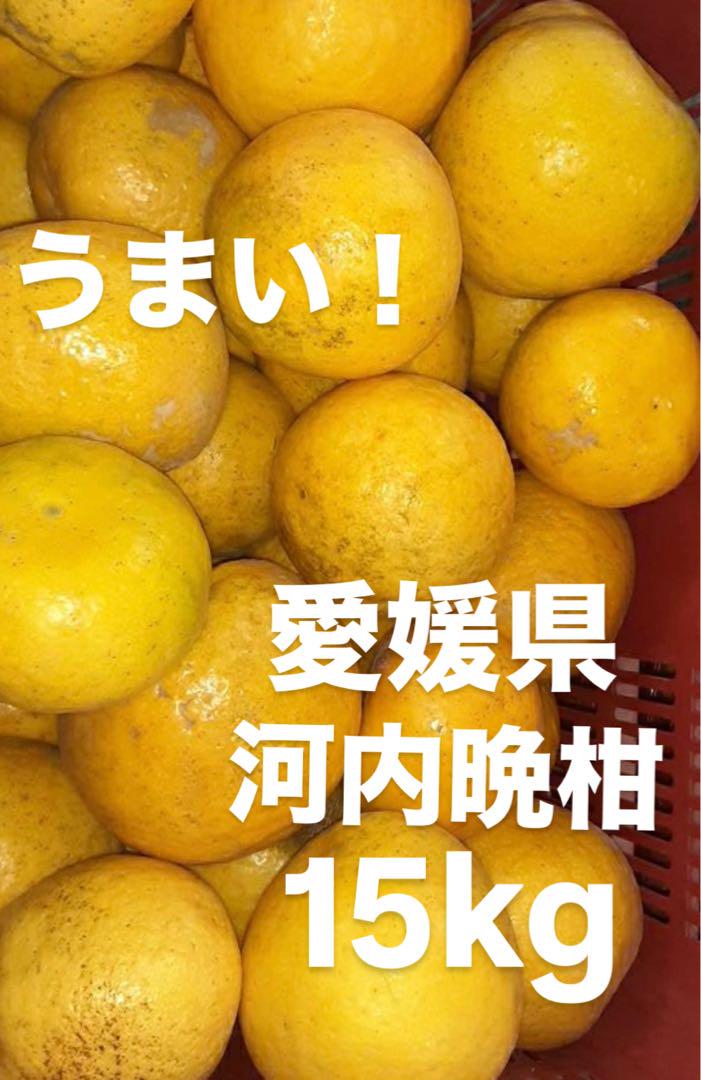 愛媛県産　宇和ゴールド　河内晩柑　柑橘　15kg
