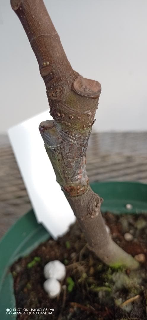 イチジク苗木 GREEN