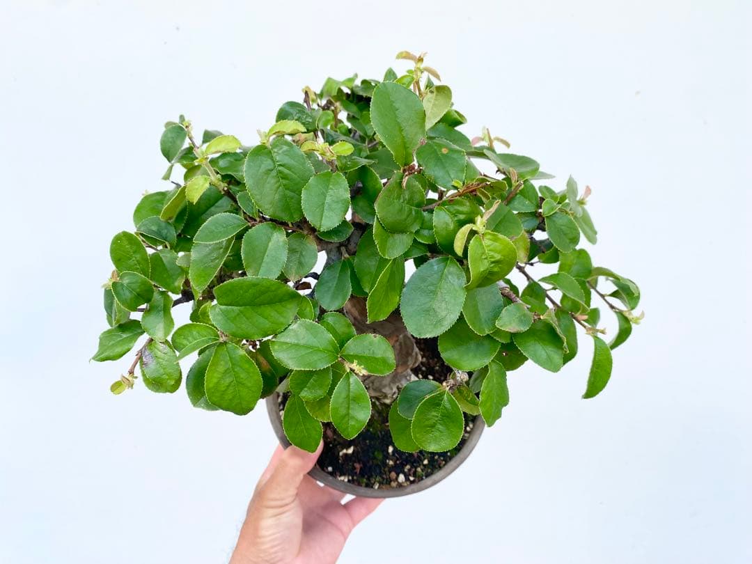 白木盆栽園　太幹　カリン　花梨　盆栽　樹高26センチ　楓カエデ紅葉実物観葉植物 白木盆栽園 太幹 カリン 花梨 盆栽 樹高29センチ 楓カエデ紅葉モ実物