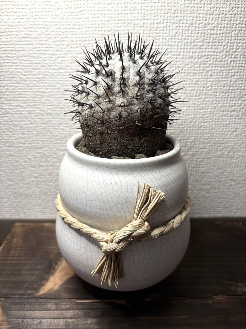 Copiapoa