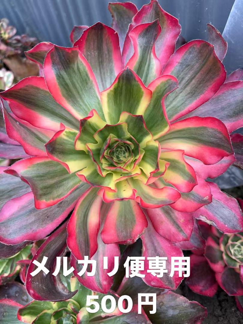 蓮様 リクエスト 5点 まとめ商品