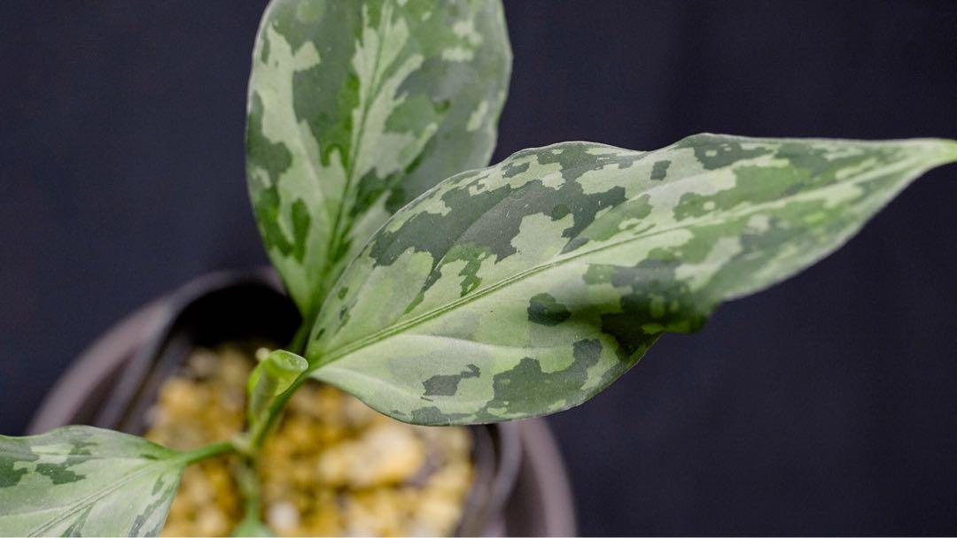 Aglaonema pictum T-130320 b-5 Di atas