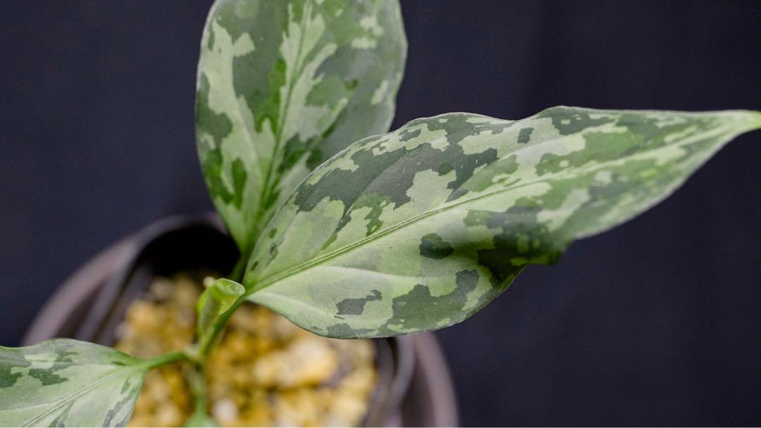 その他観葉植物 Aglaonema pictum T-130320 b-5 Di atas