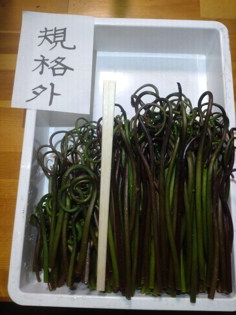 令和7年度秋田県産天然乾燥ゼンマイ500g(超極太)02