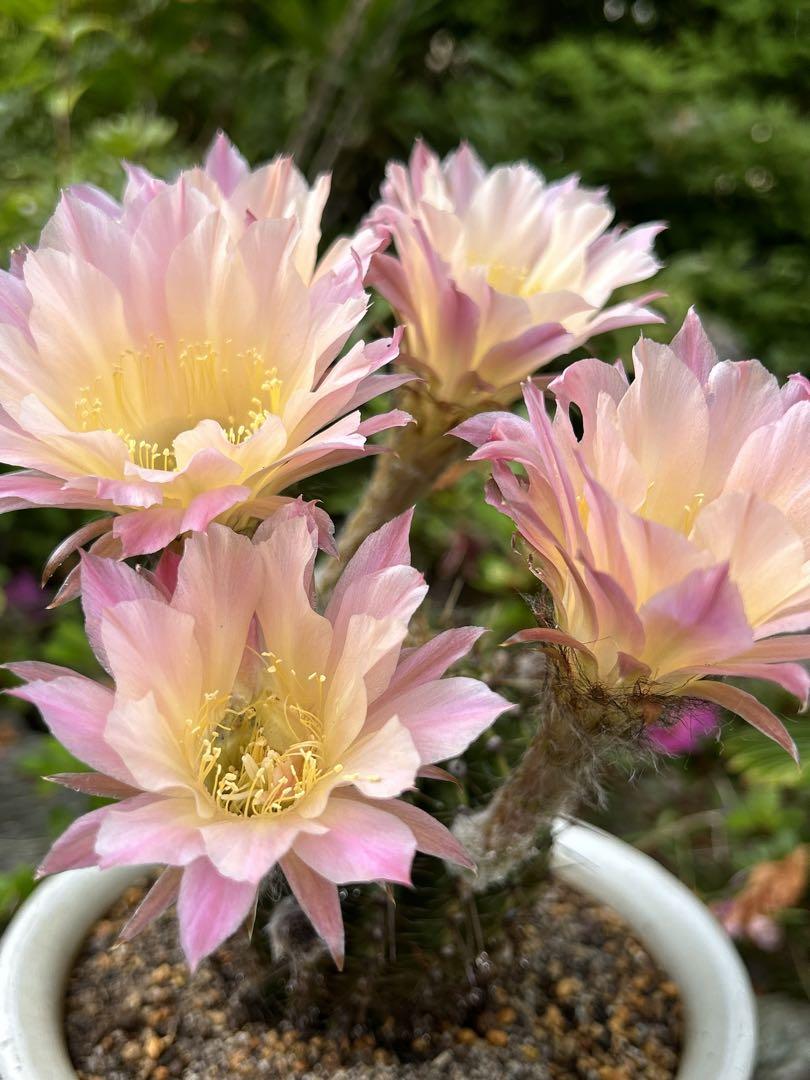 花サボテン ロビプシス大株 赤花