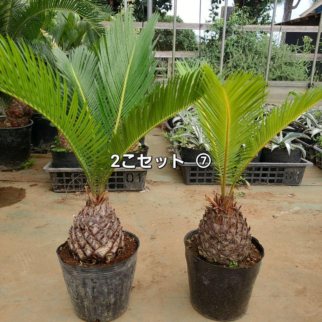 ソテツ　2こセット　④ ソテツ 2こセット ⑦最高 の