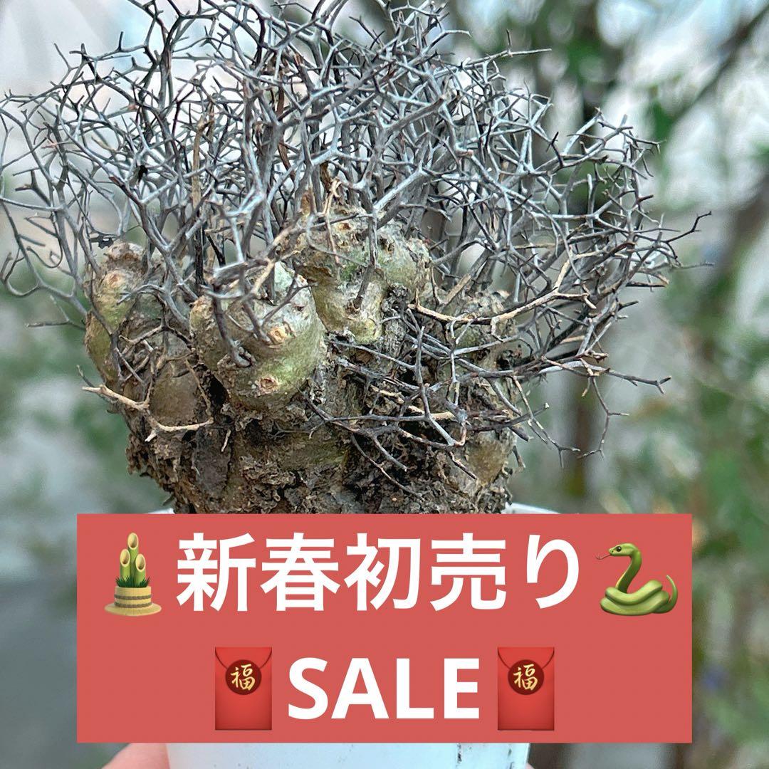 【新春初売り★大特価】　チレコドン　レティキュラーツス　万物想　鉢ごと　94 新春初売り☆大特価】 チレコドン レティキュラーツス 万物想 鉢