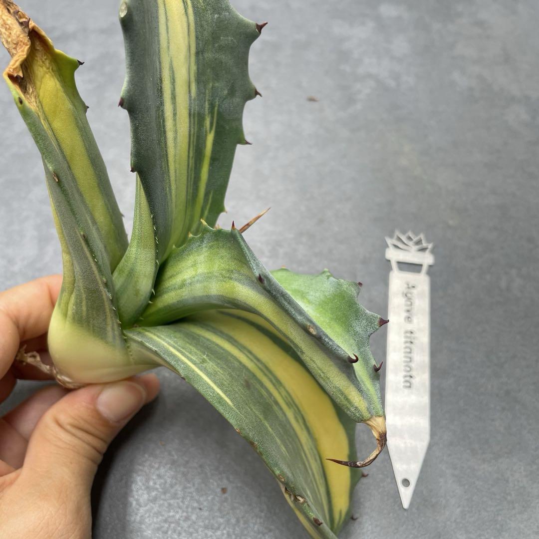 特選 アガベ 多肉植物 赤牙龍黄中斑 激レア!極上株 - メルカリ