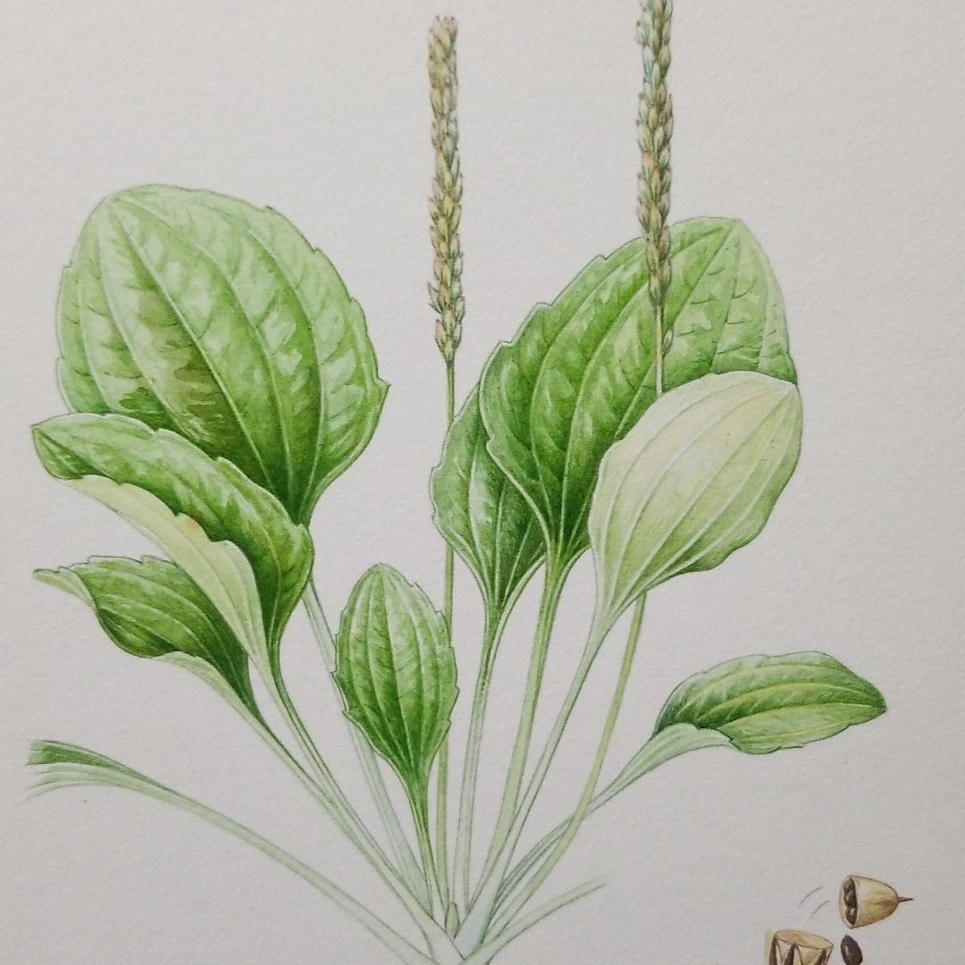 セイヨウオオバコ 植物画 イラスト 絵画 インテリア 美術品 額縁 メルカリ