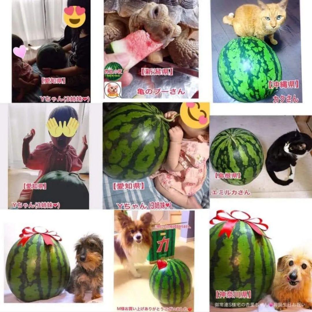 入手困難希少サイズ西瓜の匠元祖サプライズBIGスイカ❤人生初めての感動をお届け♪ 入手困難希少サイズ西瓜の匠元祖サプライズBIGスイカ❤人生