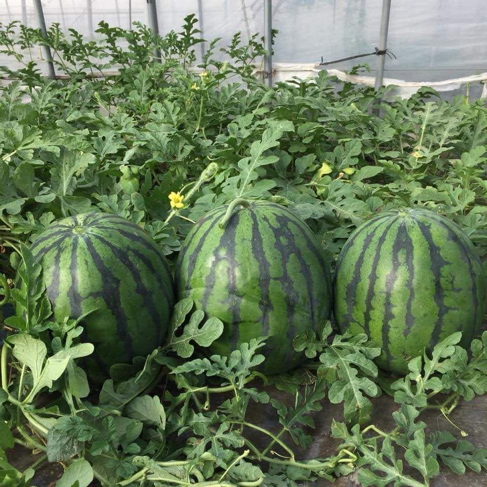 【数量限定】入手困難希少サイズ！西瓜の匠元祖サプライズBIGスイカ 数量限定】入手困難希少サイズ！ 西瓜の匠元祖サプライズBIG