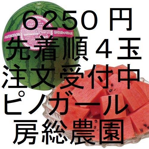 ６２５０円・先着順「小玉スイカランキング第1位」「ピノガール」種まで食べられます