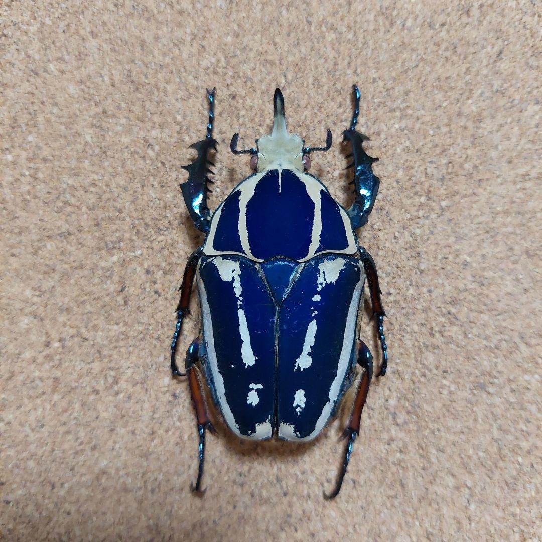 ウガンデンシスオオツノカナブン