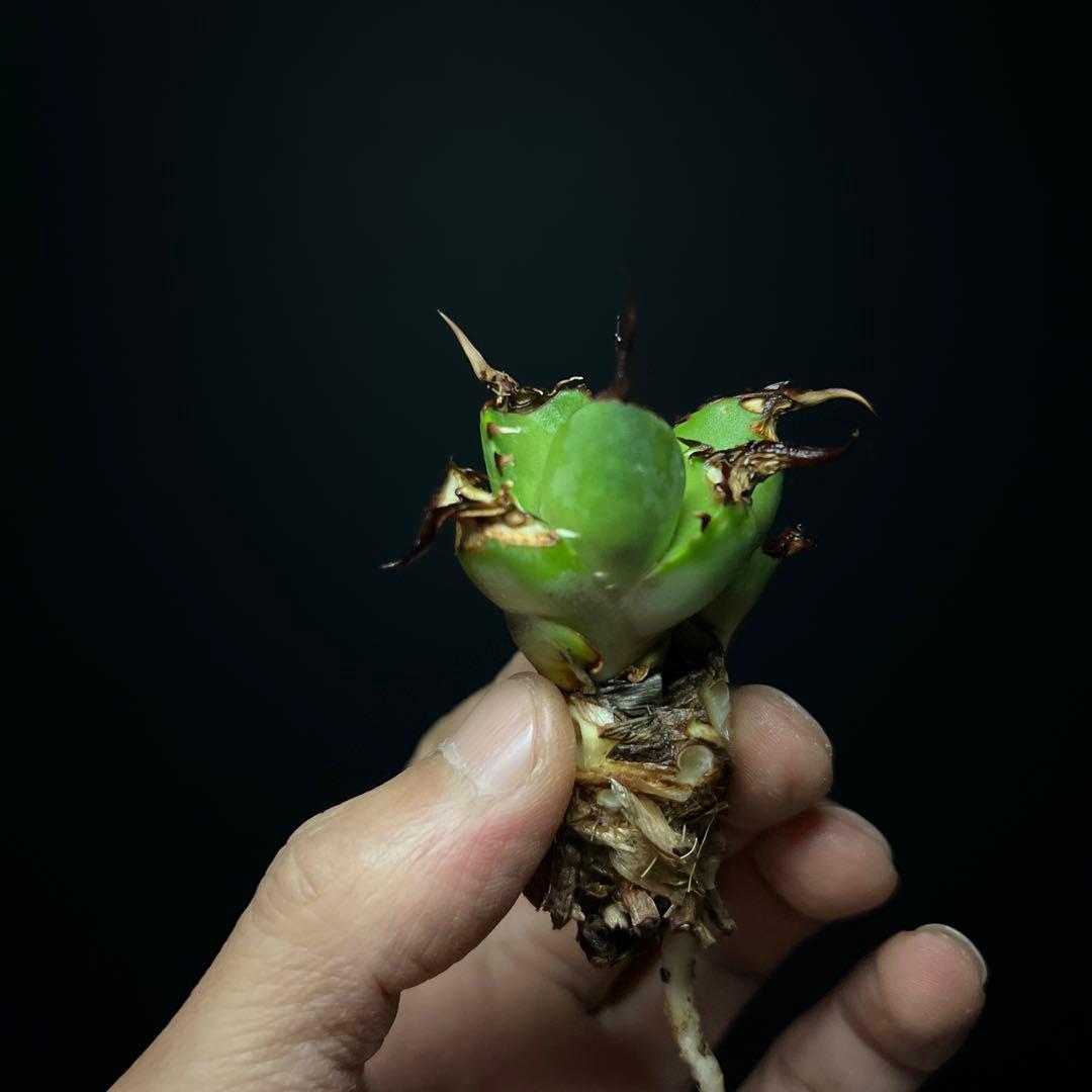 35%OFF】ジャン様專用アガベ チタノタ 黒鯨‼️2頭株速達発送 植物