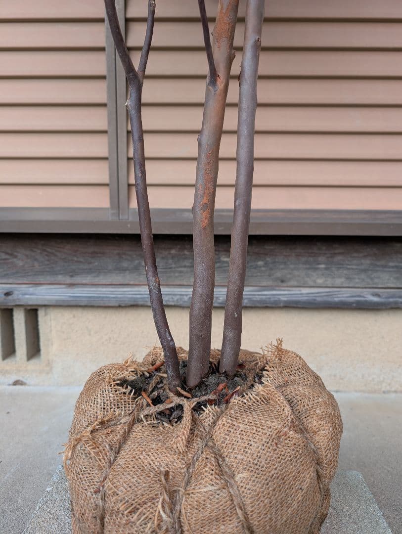 トキワエゴノキ 株立