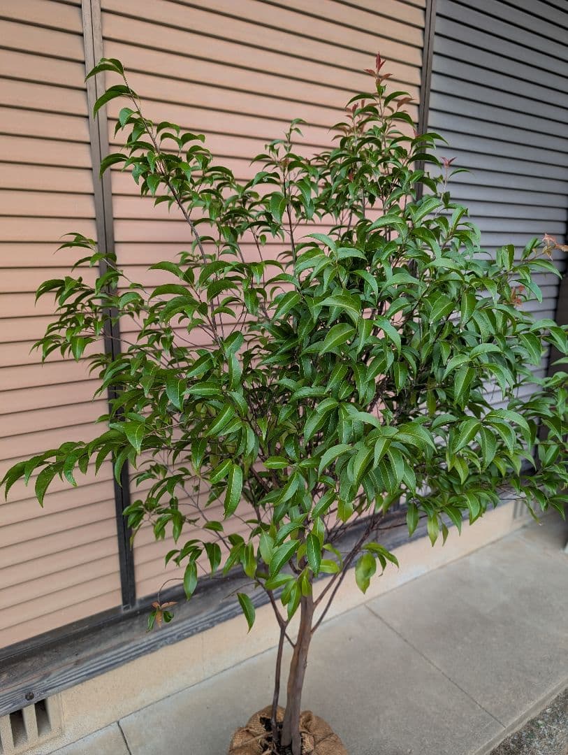 常緑エゴノキ トキワエゴノキ