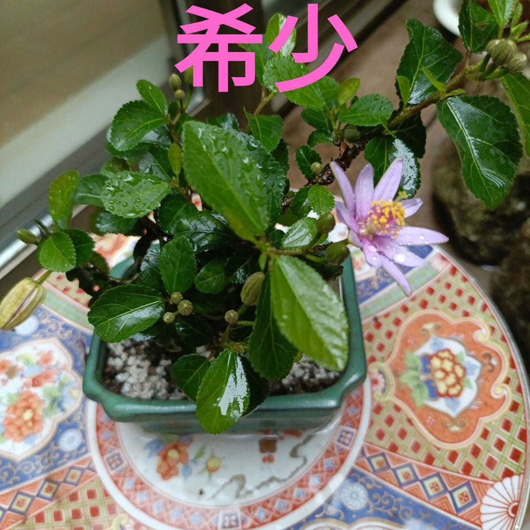 6月11日撮影 盆栽スイレンボク睡蓮木 水連木 蕾たくさん有り
