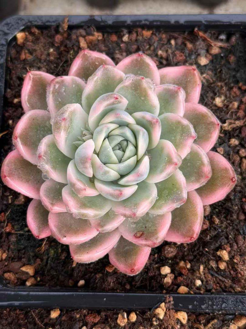 アルバビューティ-錦　多肉植物 エケベリア ピンク覆輪