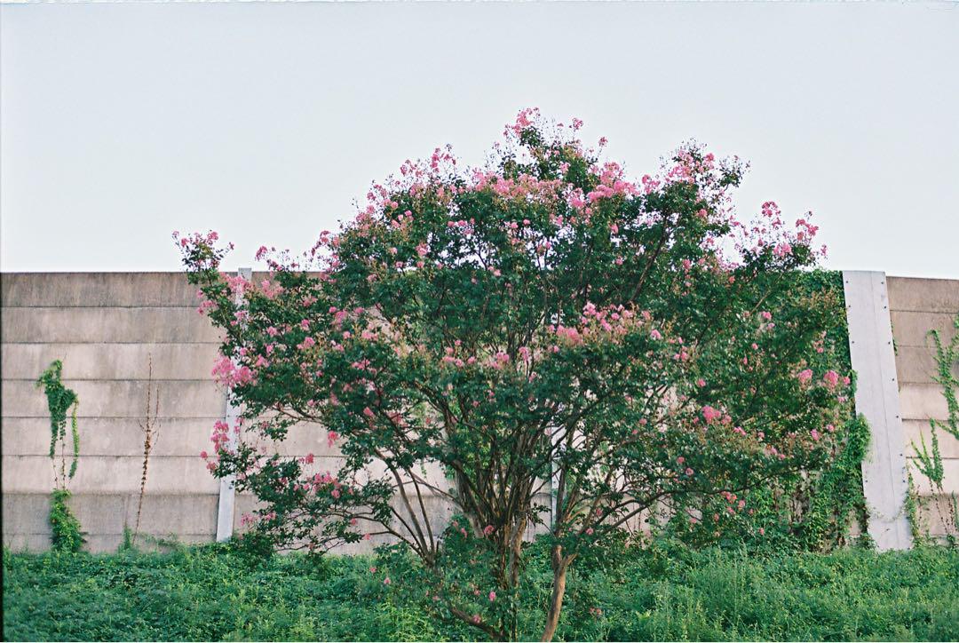 フィルムカメラ CONTAX 167MT 50mm f1.7 mmj