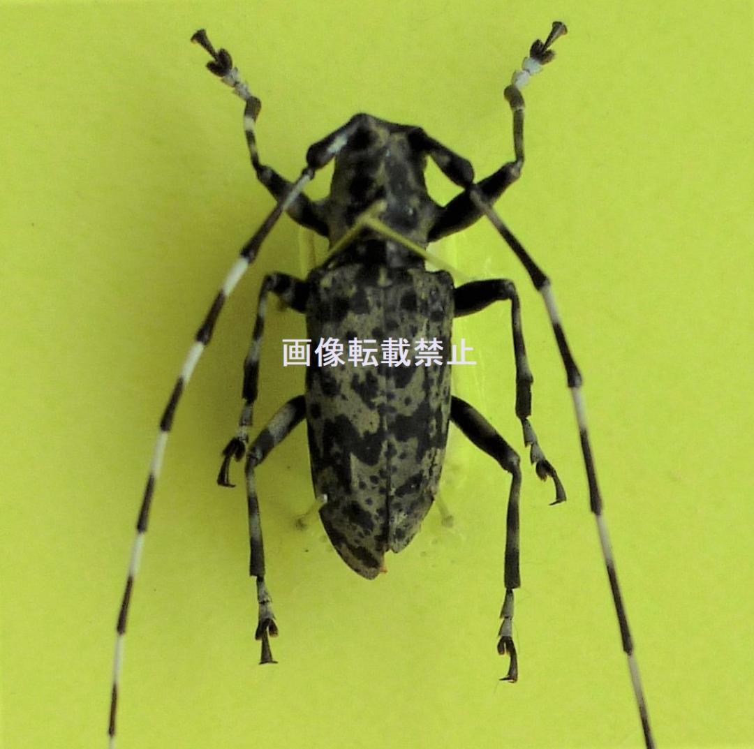 最安価格 超希少 昆虫標本】世界に1頭 雌雄型 完全 稀少 雌雄 博物館級 珍品 標本