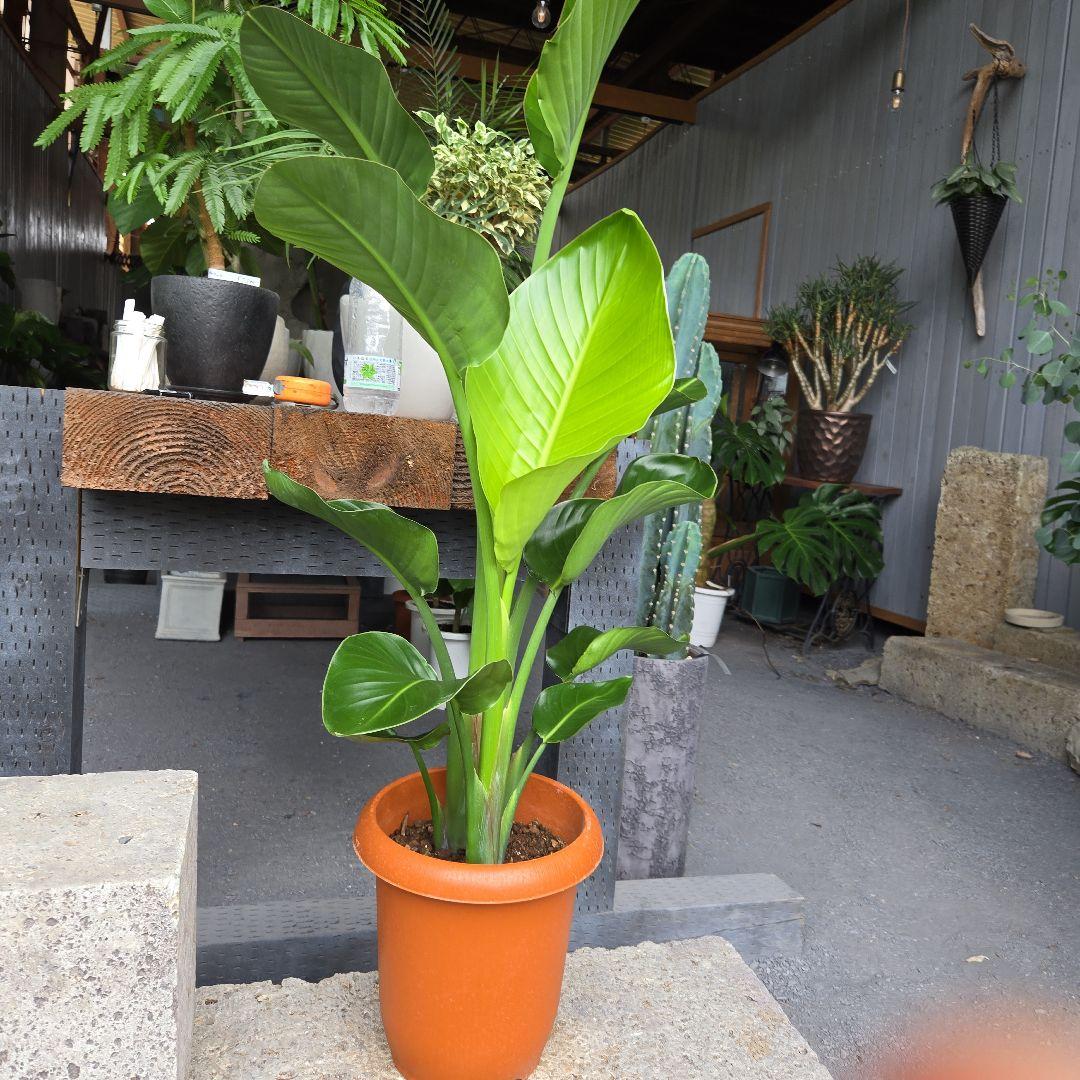史上最も激安 オーガスタ ストレリチア ⑮ 8号 特大苗木最高等級極上 2株植え その他観葉植物