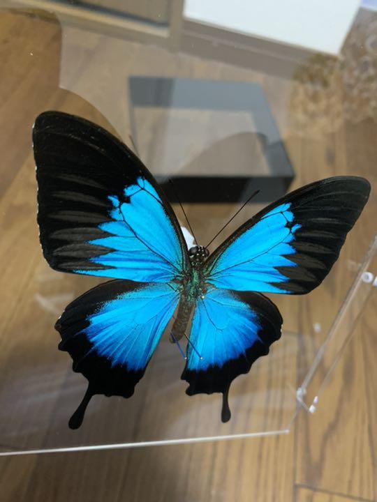【異常型】オオルリオビアゲハ（インドネシア産、1オス） 異常型】オオルリオビアゲハ（インドネシア産、1オス）