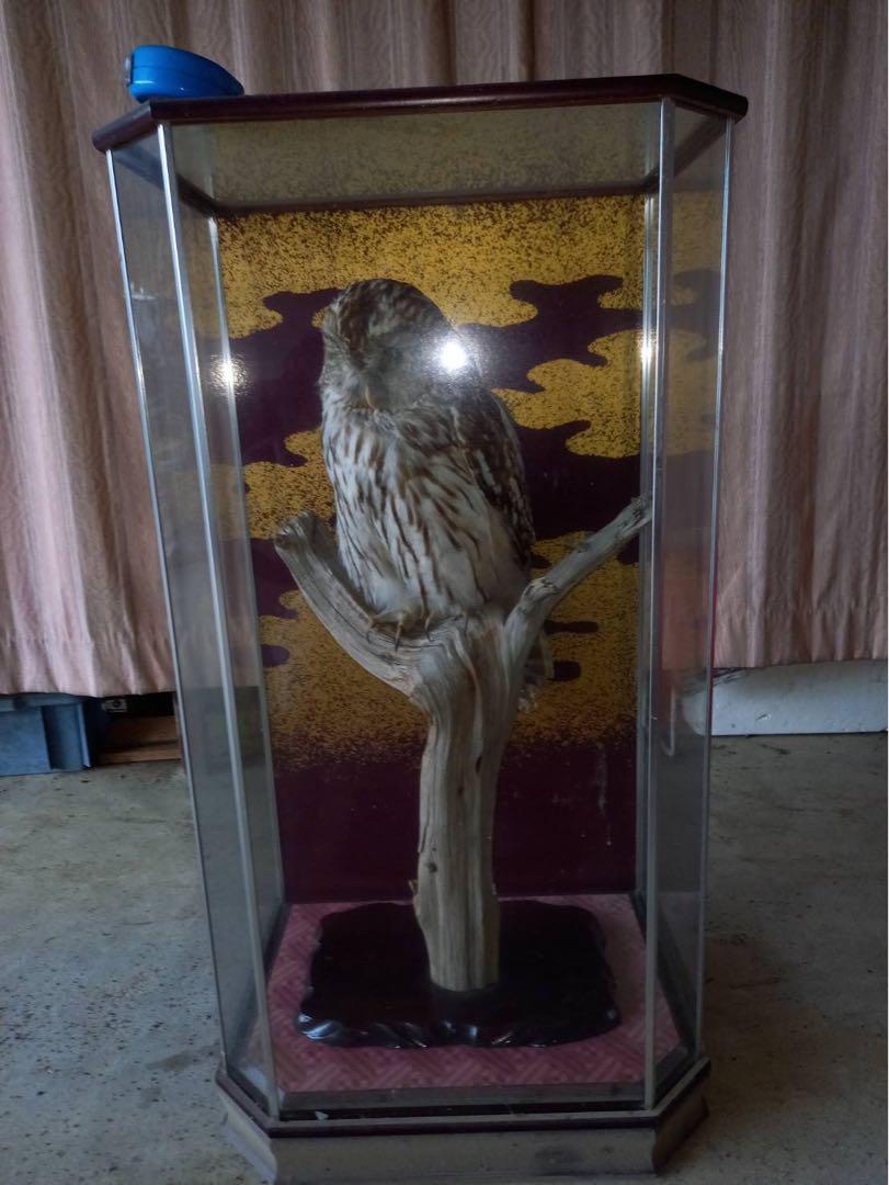 フクロウの剥製 - メルカリ