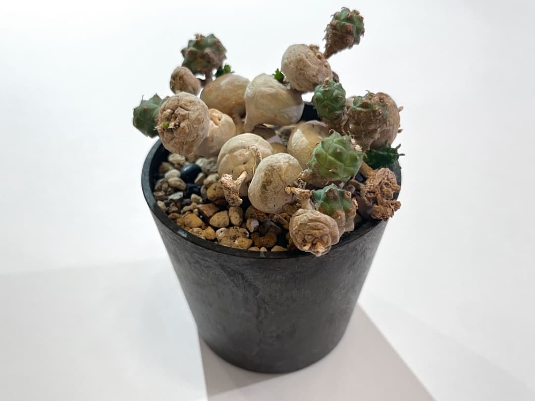 ユーフォルビア グロボーサ