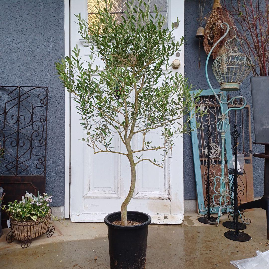 ② オリーブの木 【ネバディロブロンコ】8号 特大苗木 最高等級 - メルカリ