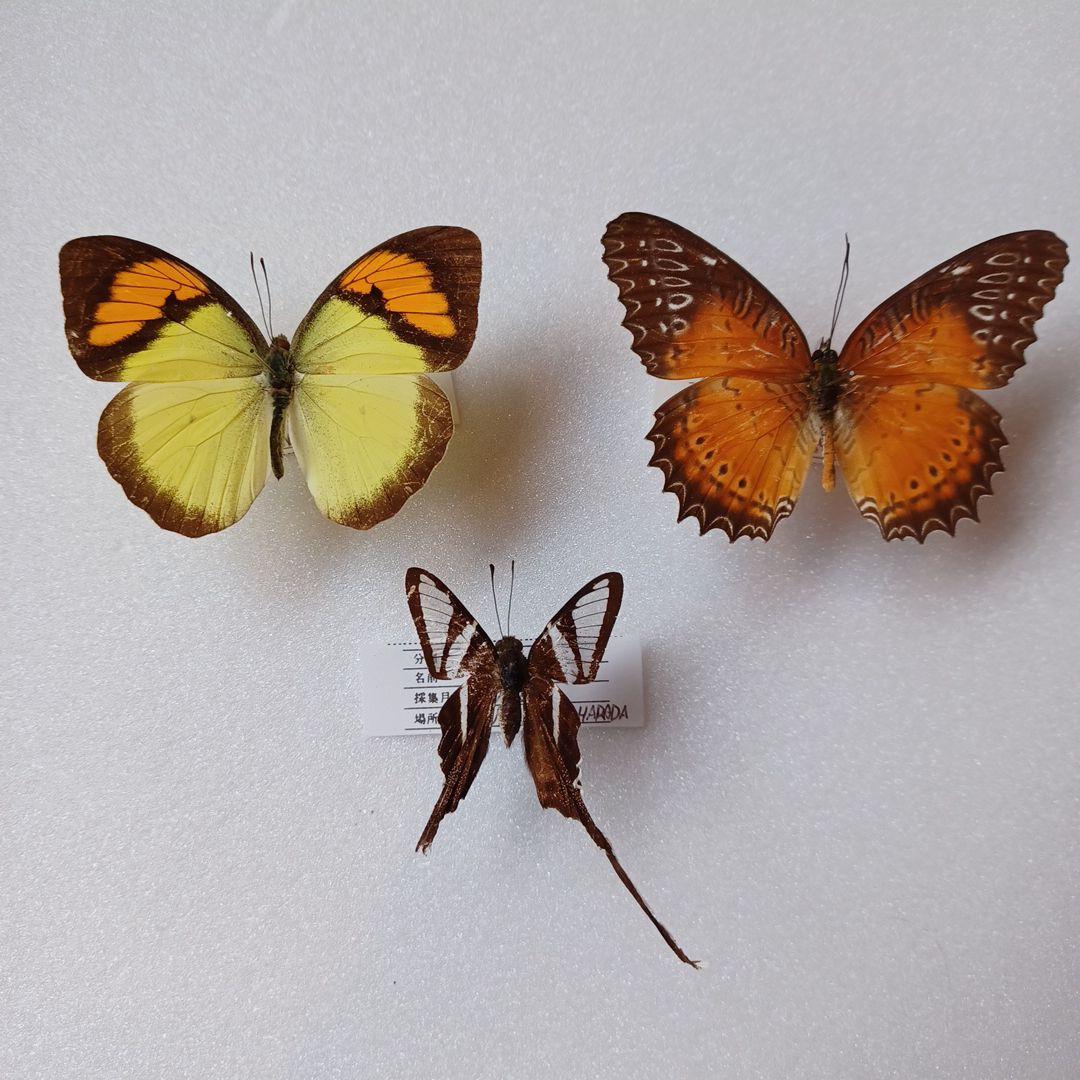 蝶標本 ベトナム産ハレギチョウ他 - メルカリ