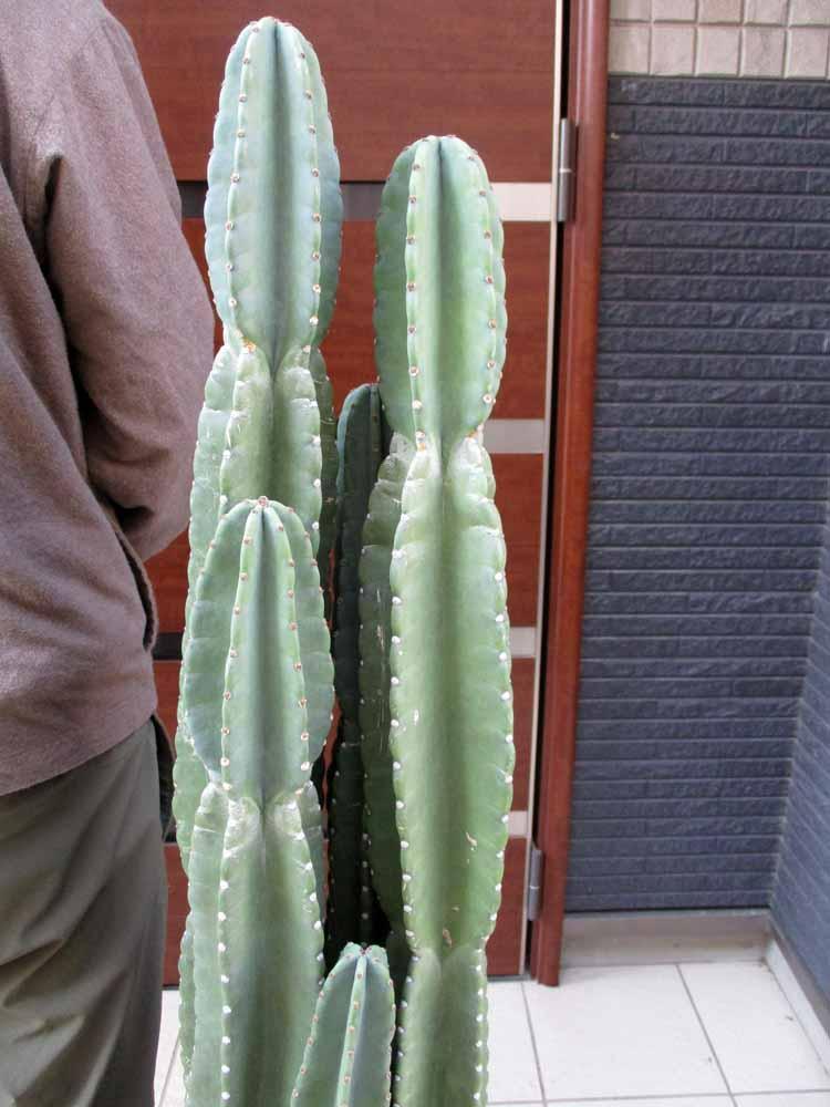 超大特価 植物 観葉植物 現品 柱サボテン 10号サイズ 大きいサボテン 特大 ｄk番