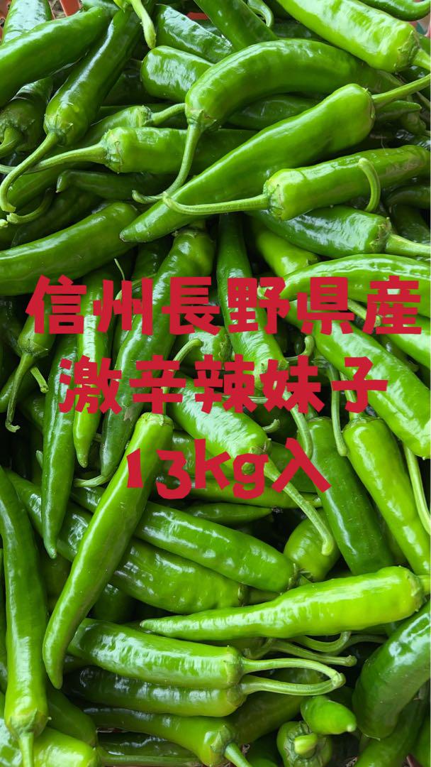 激辛 辣妹子 青唐辛子 13kg長野県産 【露地栽培】自然成熟
