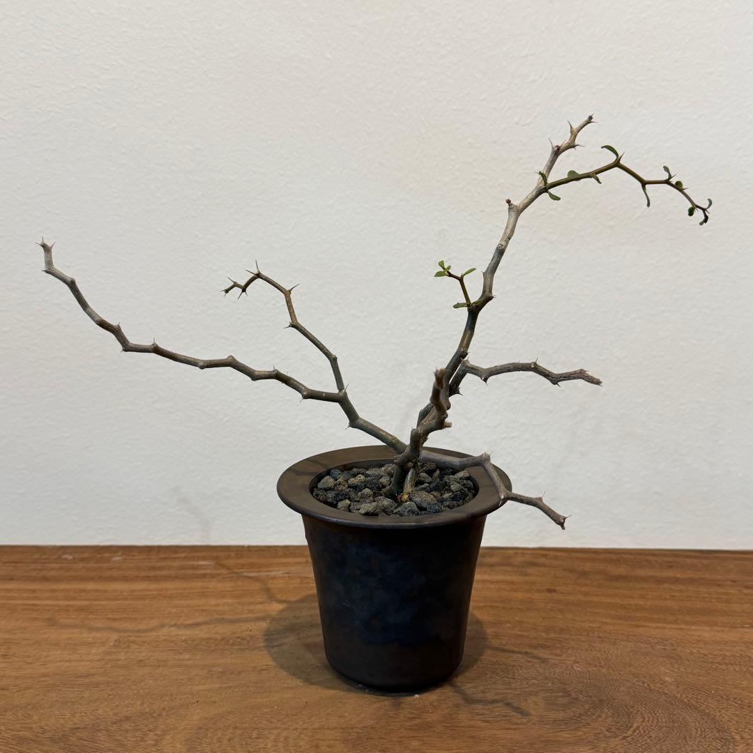 マダガスカリエンシス 塊根植物