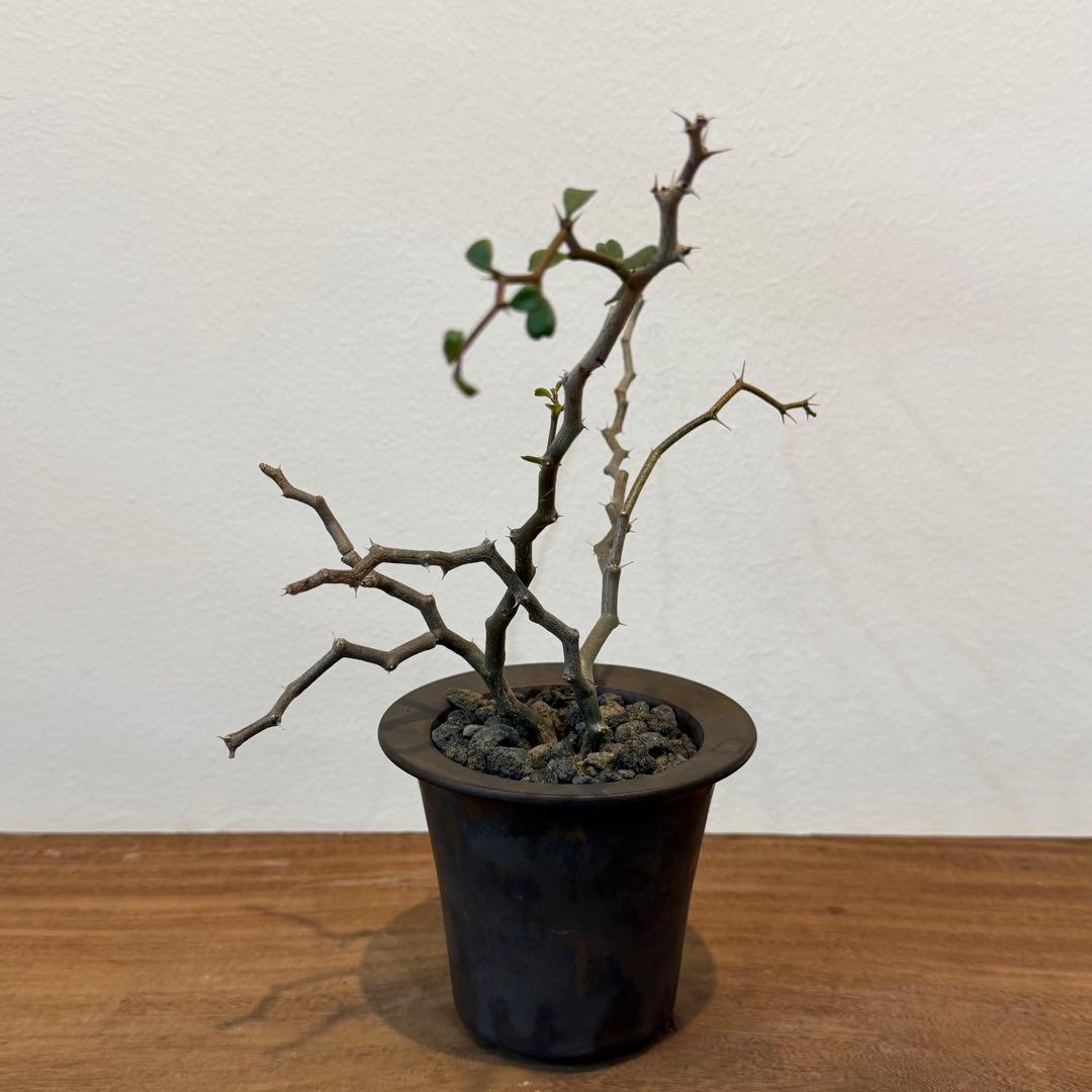 コーデックス新品、♥