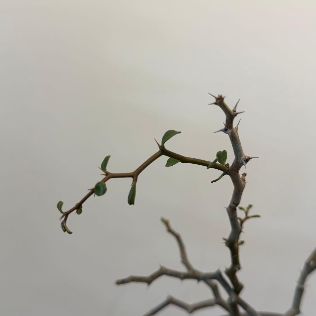 コーデックス新品、♥