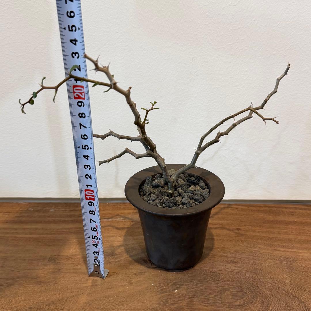 塊根植物 コーデックス新品、♥