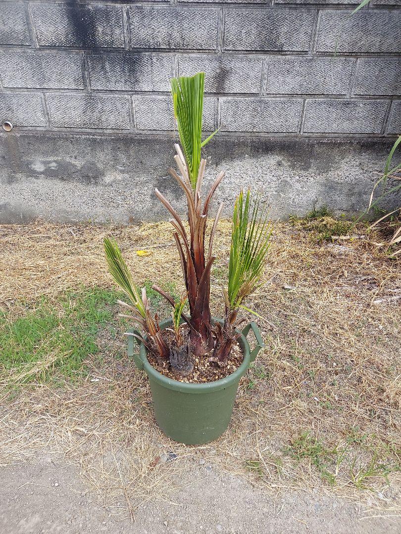 ブランド通販 ワシントンヤシ 株立ち その他観葉植物