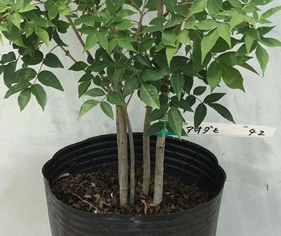 《現品》アオダモ　株立ち　樹高0.7ｍ（根鉢含まず）42【庭木/苗木/バット】
