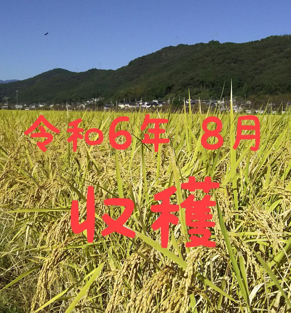 meme様専用 送料込み 令和6年産 高知県産 コシヒカリ 玄米25㎏(袋込み)